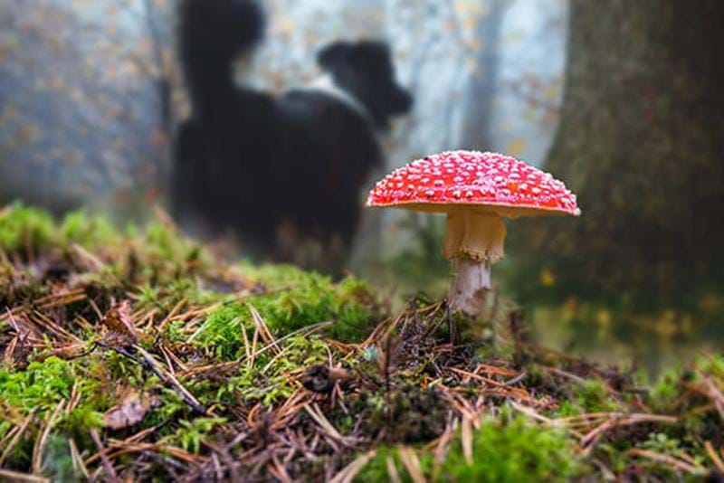 Giftige paddenstoelen voor honden – wees voorzichtig in het bos