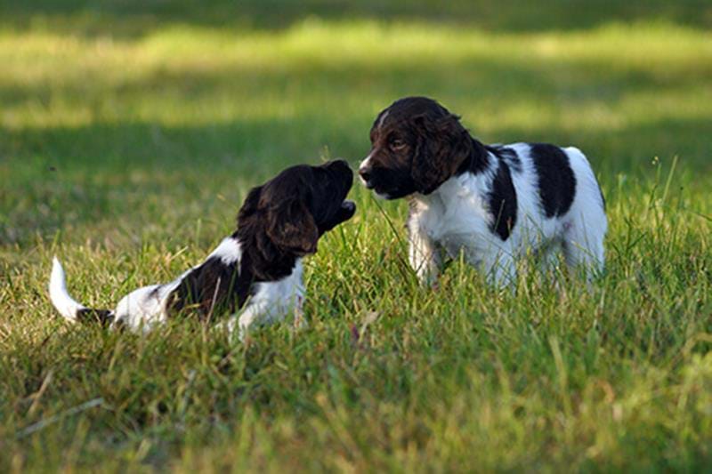 Puppy socialiseren – omgevingstraining voor je hond