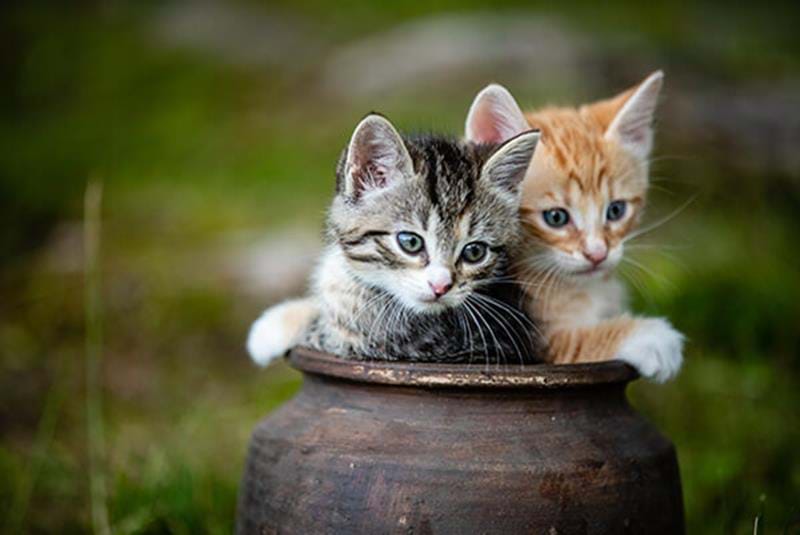 Kittens: ontwikkeling en socialisatie