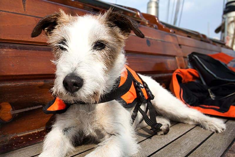 Hond mee op de boot – Vier veiligheidstips