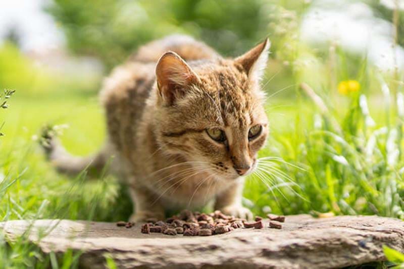 Hjælp fordom skyde Nutrition och kost för katter | Bozita