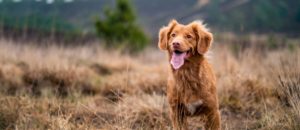 Hero Image | Active Dog In Wilderness