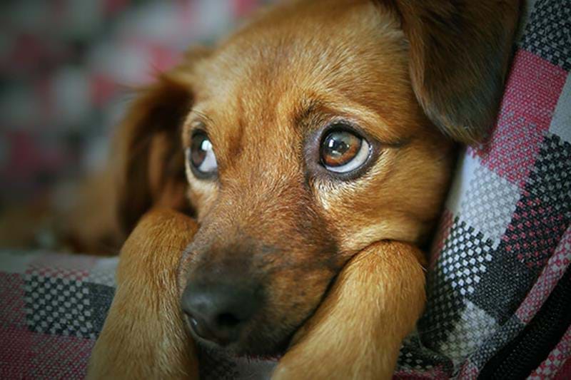 Spökålder hund – blir din hund plötsligt rädd för allt?