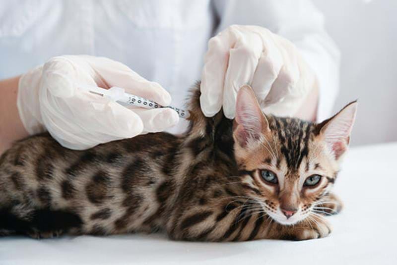 Vaccinera din katt