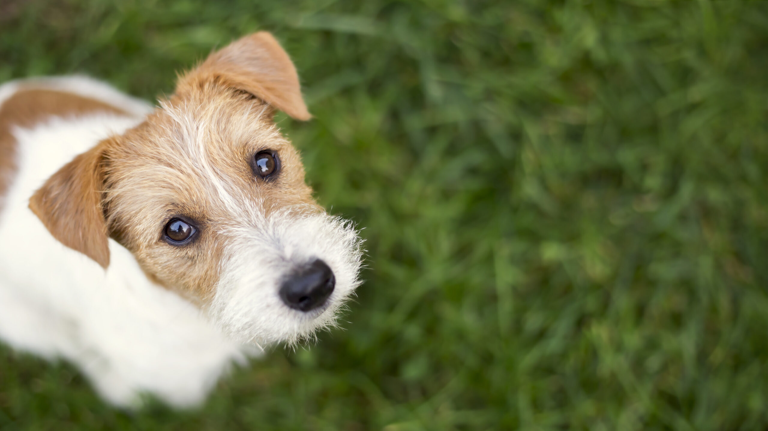 Dog face - cute happy jack russell pet puppy looking in the grass, web banner with copy space