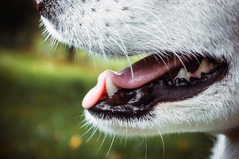 Tartar on your dog’s teeth