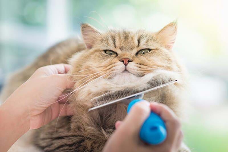 Is your cat throwing up hairballs?