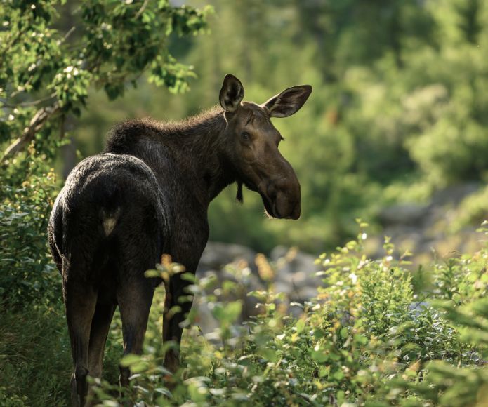 Elk in the forest