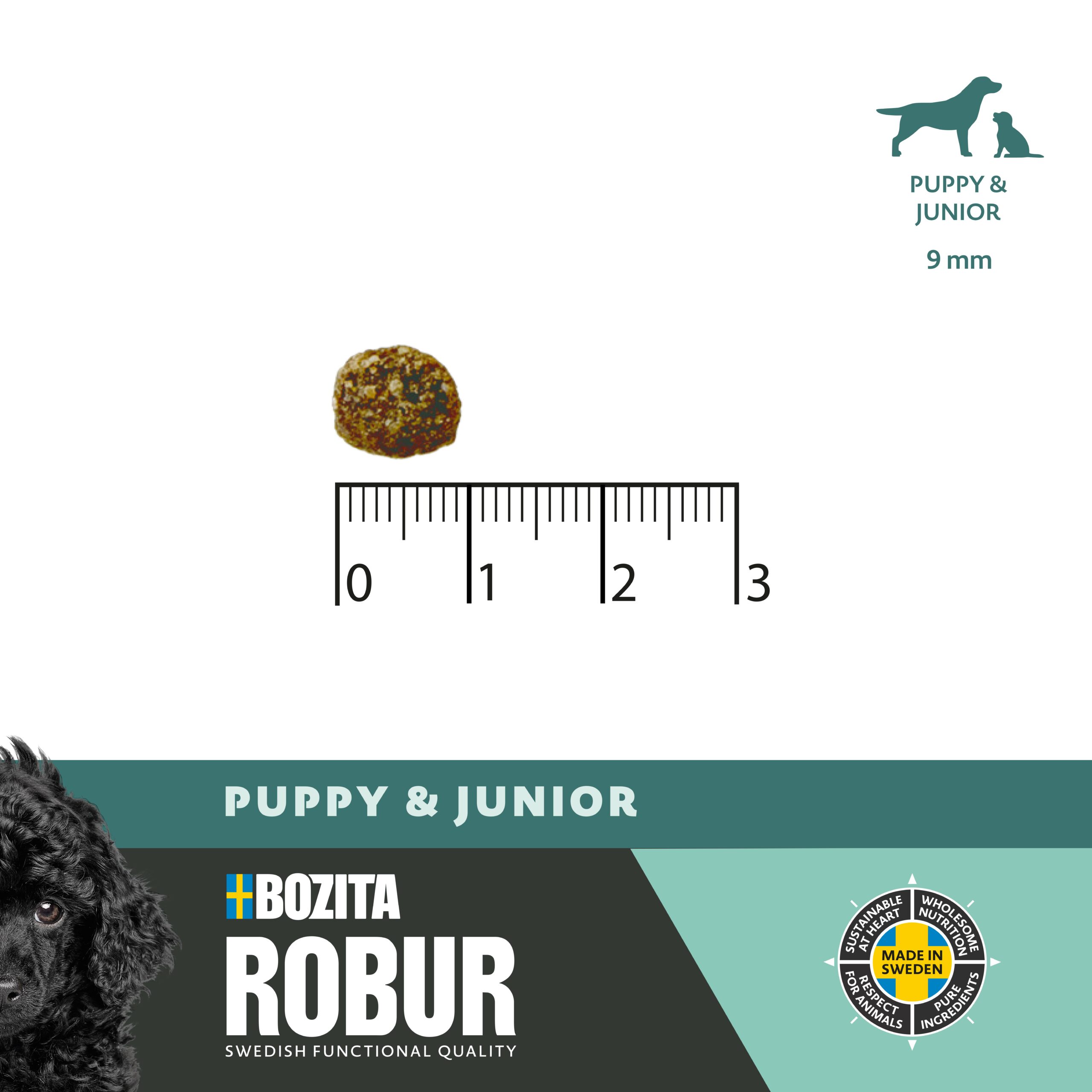 ROBUR PUPPY & JUNIOR